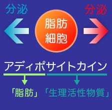 脂肪細胞からの分泌イメージ